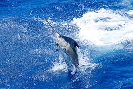 10 Essential Safety Tips for Ocean Fishing