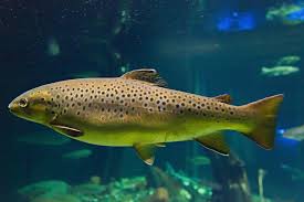 Midnight Stream Whispers: How Trout Illuminate the Dark as Ecological Beacons