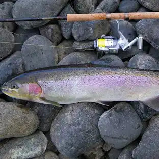 Mastering Trout Fishing: 10 Golden Rules for Pursuing Cold-Water Wonders From Streams to Ice