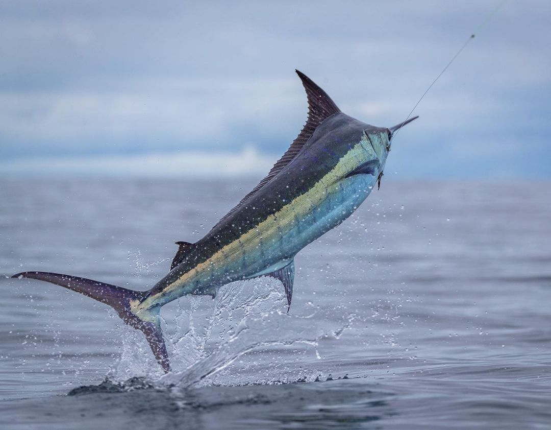 China's Hidden Saltwater Fishing Gems: From Sanya Reef Zones to Bohai Bay Night Tactics