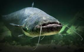 Title Exploration: "Catfish Shadows in the Night: How Smart Sensors Are Reshaping the Hunting Philosophy of Catfish Rods