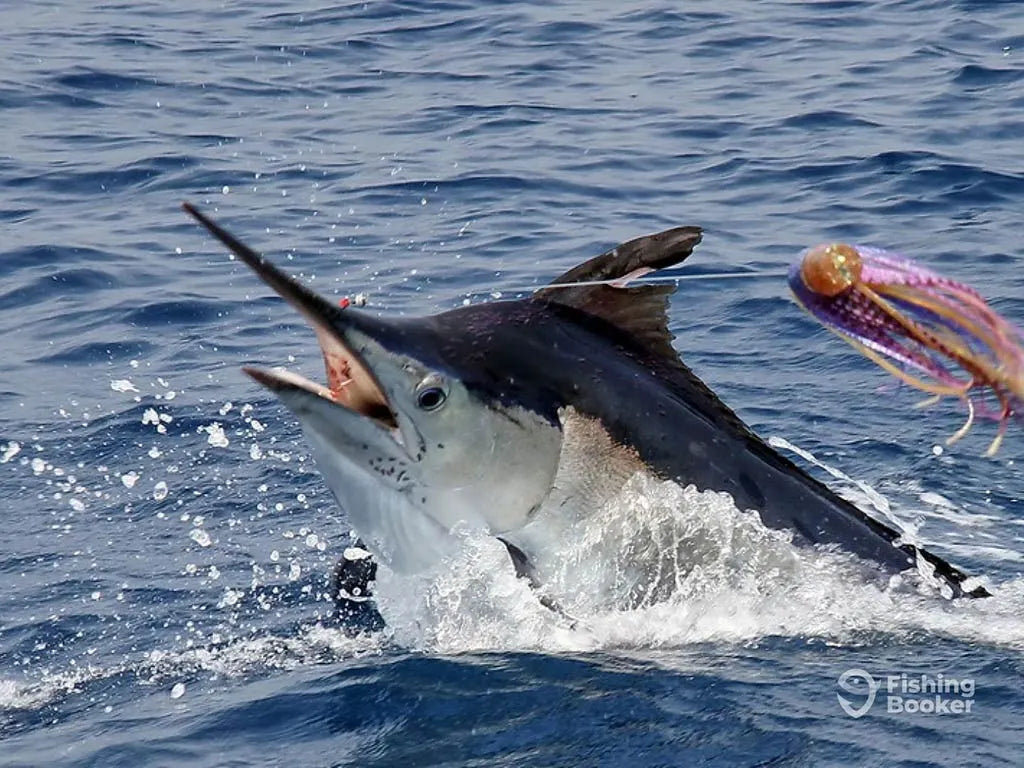 Mastering the Deep: Trolling Techniques for Targeting Bluefin Tuna &amp; Marlin