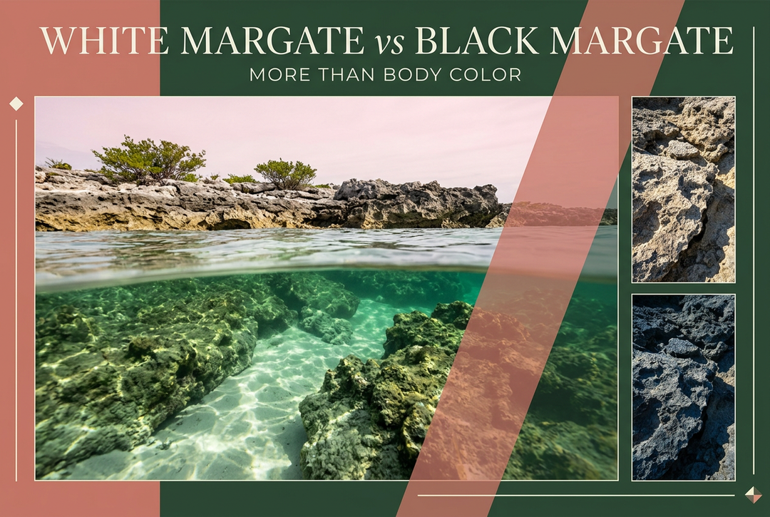 Split-level reef-shore photograph with terracotta and forest-green panels reading White Margate vs Black Margate, More Than Body Color.
